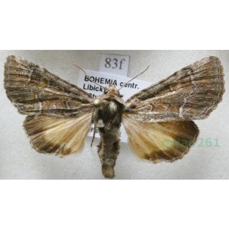 Thalpophila matura (Hufnagel, 1766) Ponurzyca źralica Czech83f